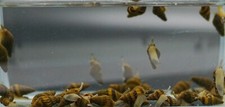 5 Live Assassin Snails Freshwater Snail/Pest Control (Clea Helena) Bred in USA