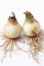 Set Of 2 Amaryllis Bulb –