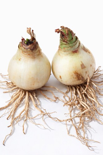 Set amaryllis bulb - amaryllis,
