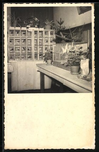 Carte postale photo - , élevage