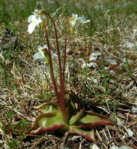 Pinguicula alpina plante - alpina,