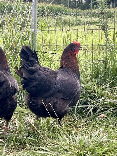 French black copper - copper, maran
