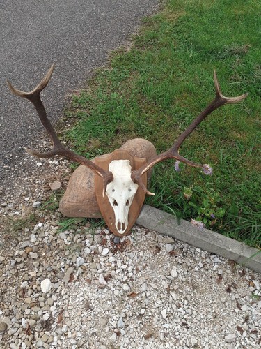 Massacre bois cerf - bois, de