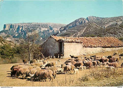 Carte postale animaux - postale,