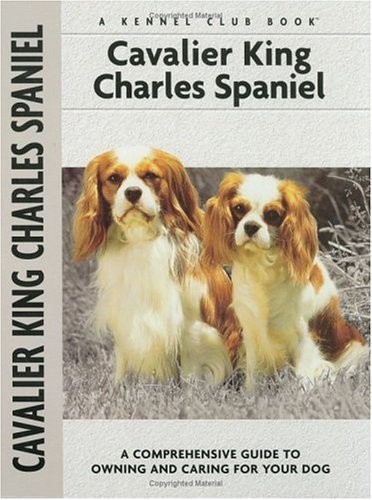 Cavalier king charles spaniel - king,