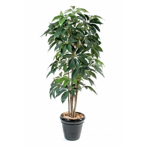 Schefflera factice pot - en,