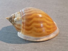 Shell: NEW CASSIDAE PHALIUM MUANGMANI 81mm CHINA Sea