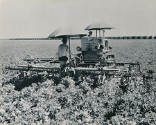 VERNALIS c. 1950 - Tracteur Caterpillar à Chenille  Californie - USA 98