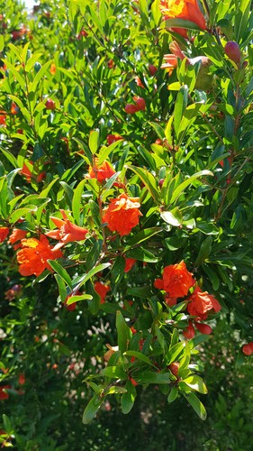 Punica granatum chico - punica,