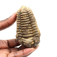 Trilobite fossile 85gr 80mm