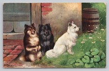 German Spitz Dogs by Alfred Schonian 1900s Art Postcard