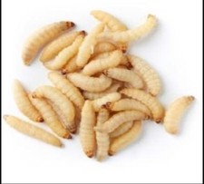 Live Wax worms Qty:250-1,000