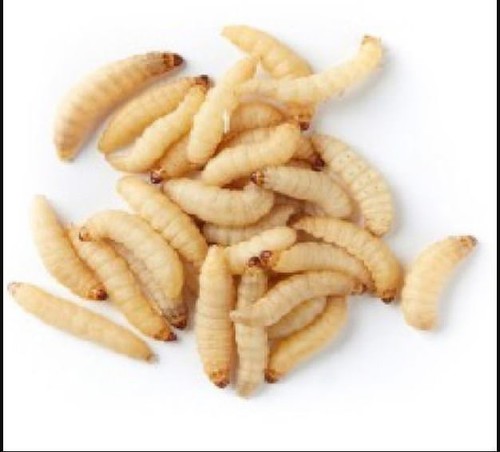 Live wax worms - live, qty:250