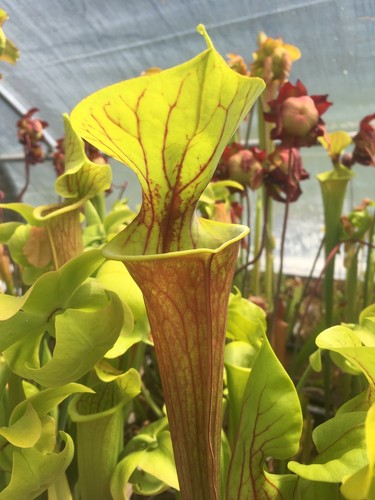 Lot plantes carnivores - , 4