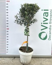 PLANTE D'OLIVIER "CYPRÈS" EN