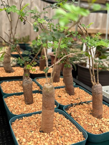 Succulent operculicarya - succulent-,