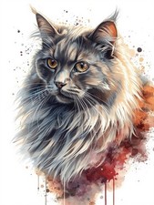 Photo A4 Chat Maine Coon Gris