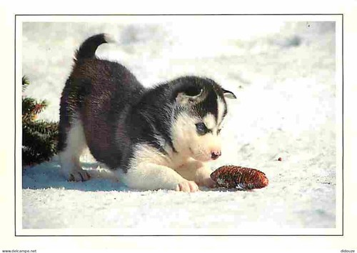 Carte postale animaux - postale,