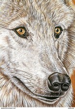 Animals - Wolves - Art Painting - Véronique Renaud - Acrylic on Canvas - Wolf