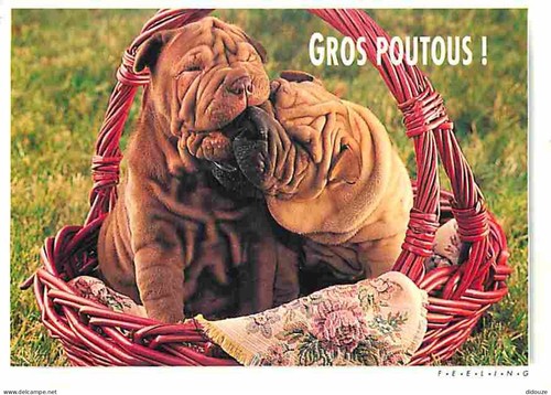 Carte postale animaux - postale,
