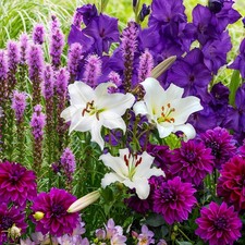 Mélange de bulbes de fleurs