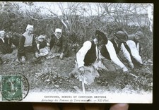 GUINGAMP ARRACHE DES POMMES DE TERRES 