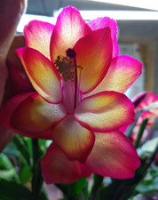 Schlumbergera « Frances