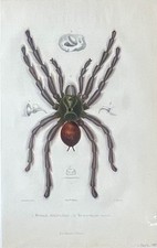 1884 Pinktoe tarantula, Avicularia avicularia (Mygale avicularia) Extremely Rare
