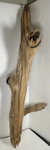 Driftwood pine taxidermy - driftwood,