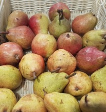 Pyrus communis 'Bartlett' (de