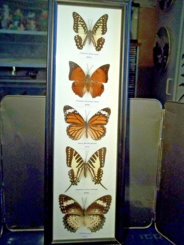 Papillons 5 spécimens - ,