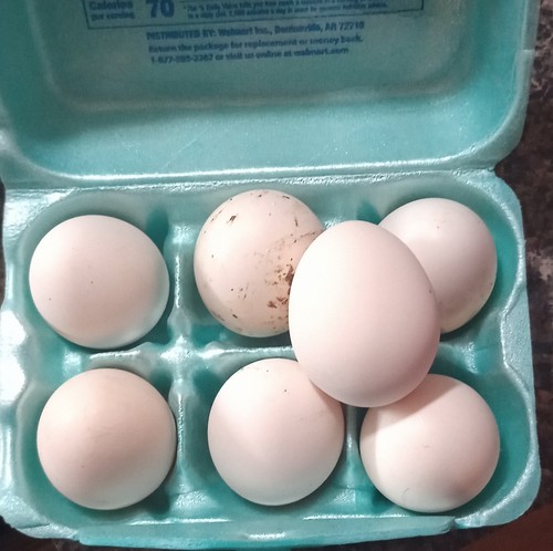 Ayam cemani hatching eggs - cemani,