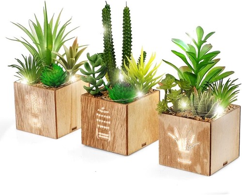 Lot plantes succulentes - de,