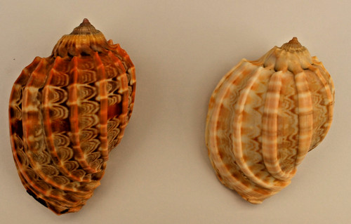 Coquillage lot de - de, 2