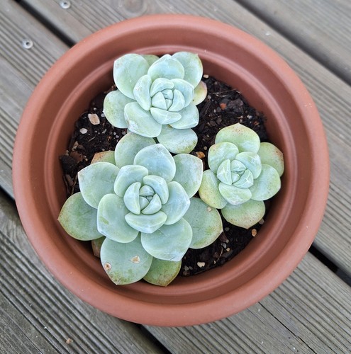 Echeveria ice green - echeveria,