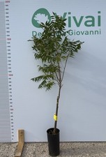 PLANTE DE NOIX DE PÉCAN «