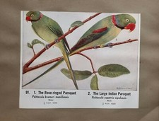 COMMON INDIAN BIRDS DOUBLE SIDED PRINT ROSE RINGED PAROQUET LORIQUET ROLLER