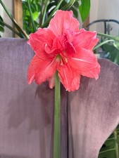 Blue Buddha Farm: Amaryllis 'Ballerina' Bulb - Elegant Double Pink Blooms