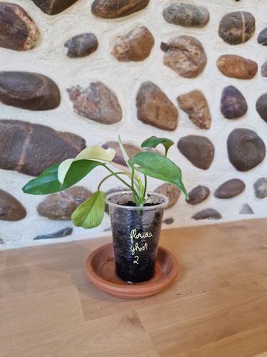 Philodendron florida ghost