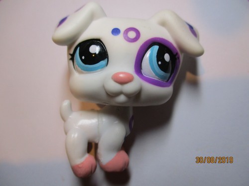 Petshop chien jack russel - petshop,