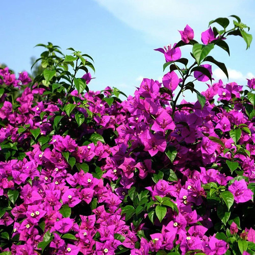 Bougainvillea violet de - bougainvillea,