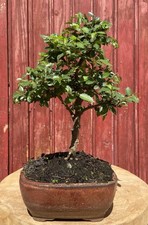 BONSAÏ ORME DE CHINE NAIN