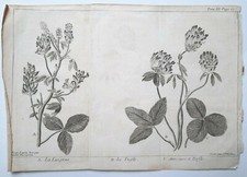 LUZERNE TREFLE Plantes GRAVURE