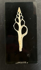 plexiglass Inclusion