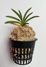 Neofinetia falcata