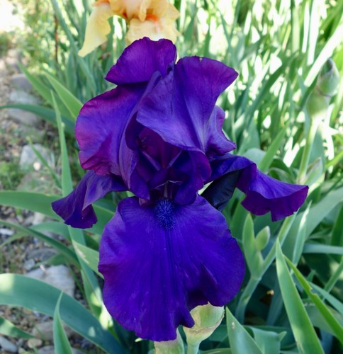 Iris germanica rhizomes - 3,