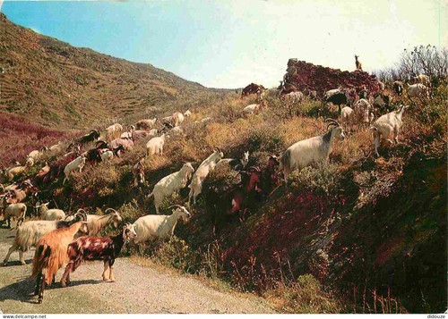 Carte postale animaux - -,
