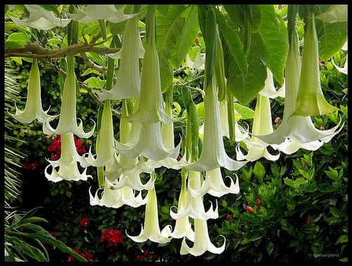 Brugmansia pride hanover - of, (