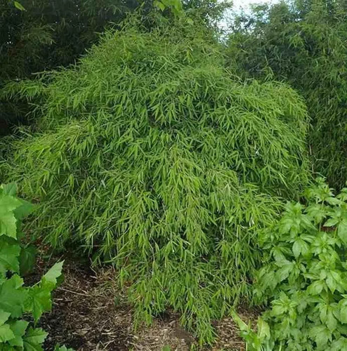 Fargesia nitida gansu - nitida, 'gansu'