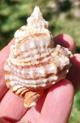 Coquillage collection - coquillage, de